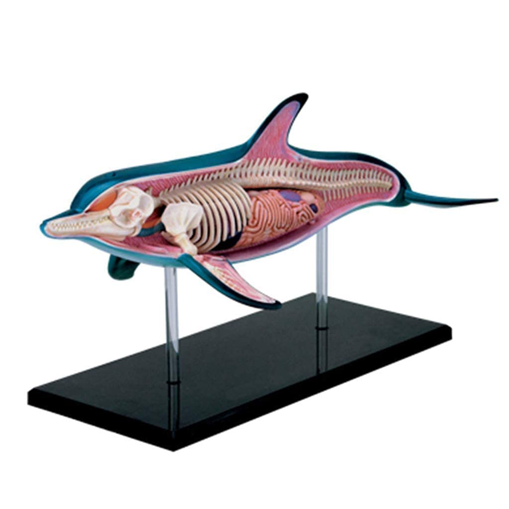 イルカの耳骨【大きさ2.7㎝⑥】 イルカの耳骨【大きさ2.6㎝】 - メルカリ